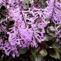 Plectranthus ‘Velvet Elvis’
