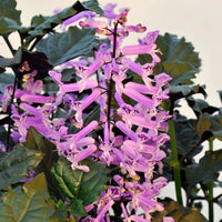 Spur Flower Velvet Diva (Plectranthus) - Ladybird Nursery