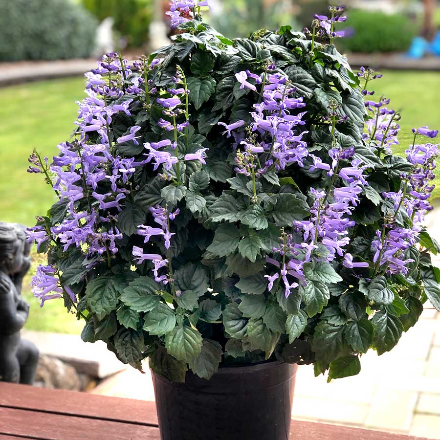 Spur Flower Velvet Diva (Plectranthus)