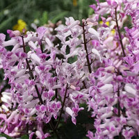 Spur Flower Velvet Lady (Plectranthus)