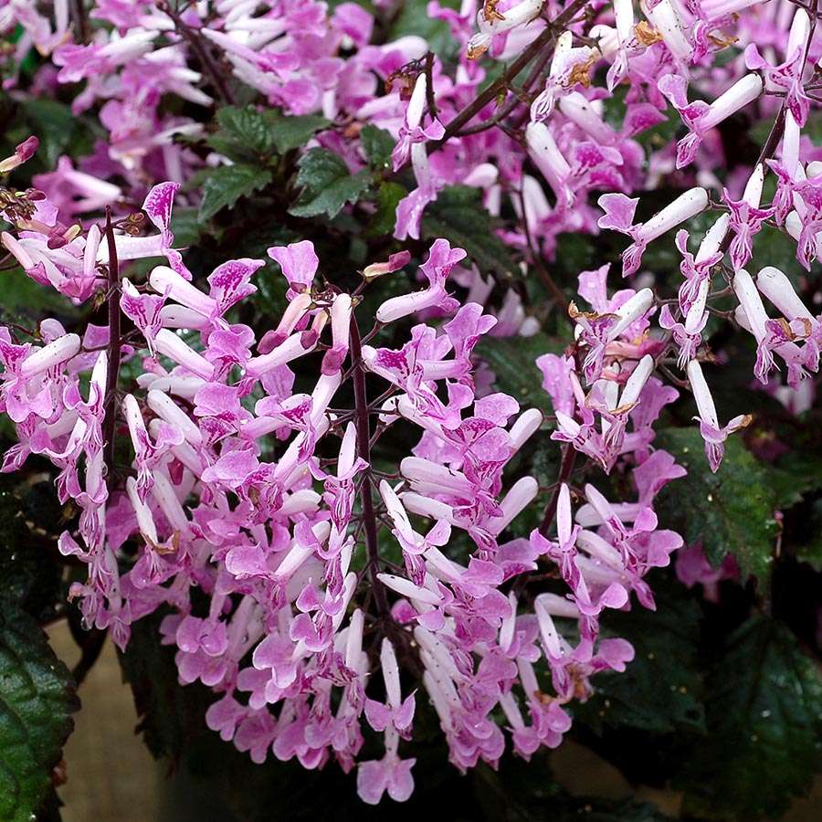 Spur Flower Velvet Lady (Plectranthus) - Ladybird Nursery