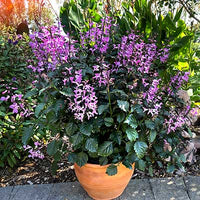 Spur Flower Velvet Diva (Plectranthus)
