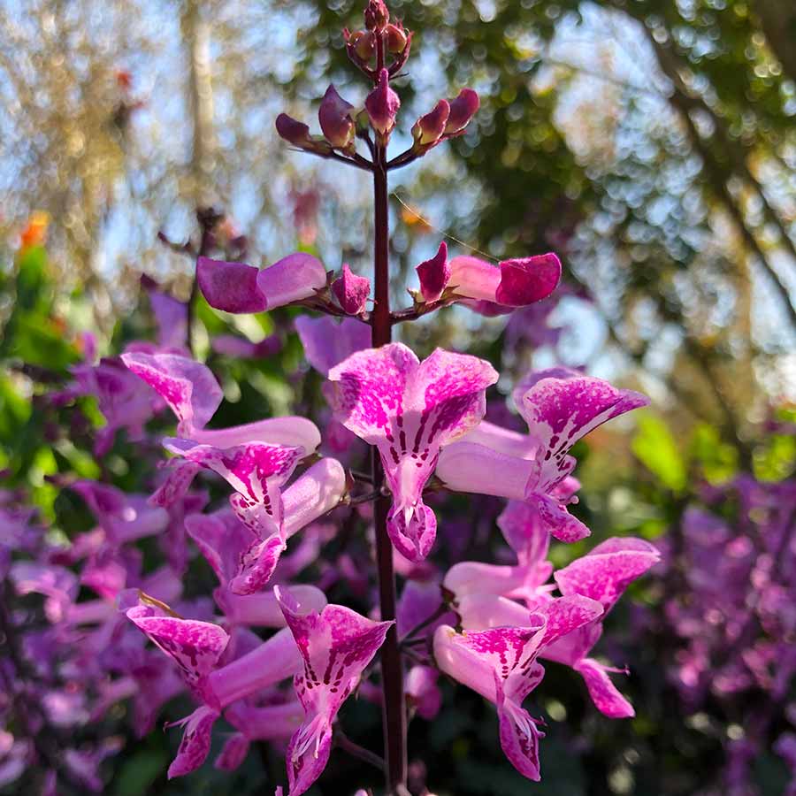 Spur Flower Velvet Lady (Plectranthus) - Ladybird Nursery