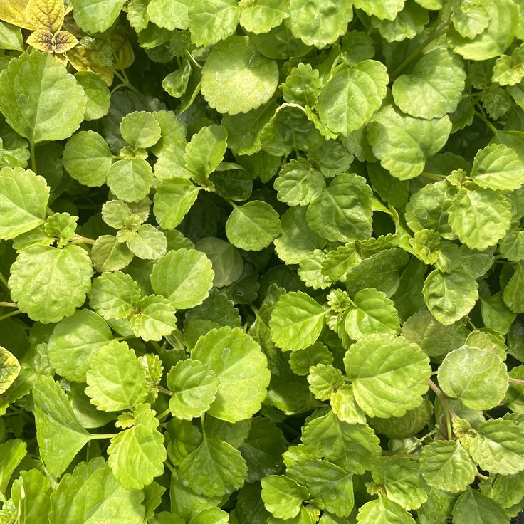 Swedish Ivy (Plectranthus oertendahlii)