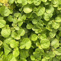 Swedish Ivy (Plectranthus oertendahlii) - Ladybird Nursery