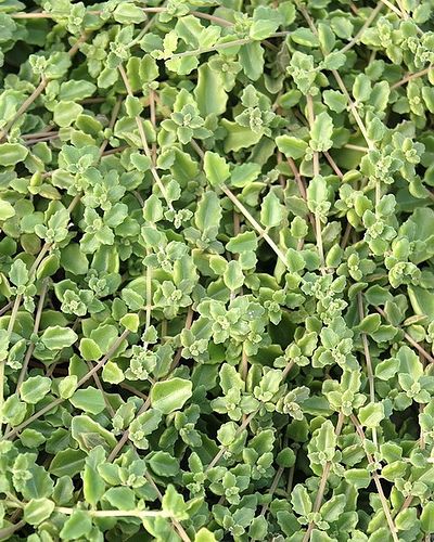 Swedish Ivy (Plectranthus Verticillatus)