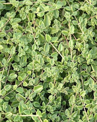 Swedish Ivy (Plectranthus Verticillatus) - Ladybird Nursery