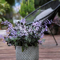 Plectranthus 'Mona Lavender' - Ladybird Nursery