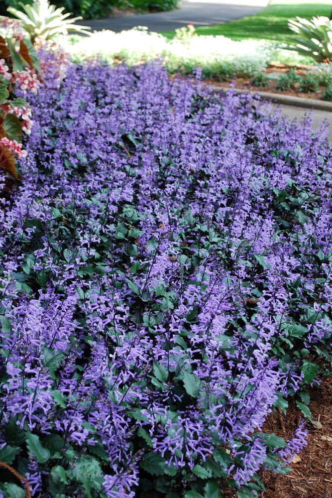 Plectranthus 'Mona Lavender' - Ladybird Nursery