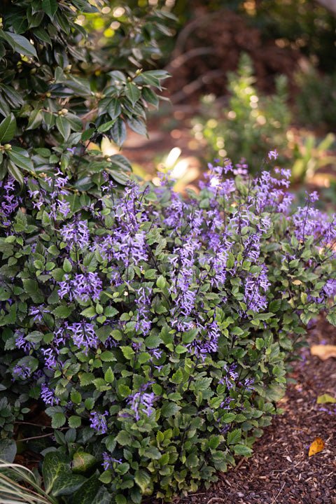 Plectranthus 'Mona Lavender' - Ladybird Nursery