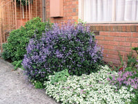 Plectranthus 'Mona Lavender' - Ladybird Nursery
