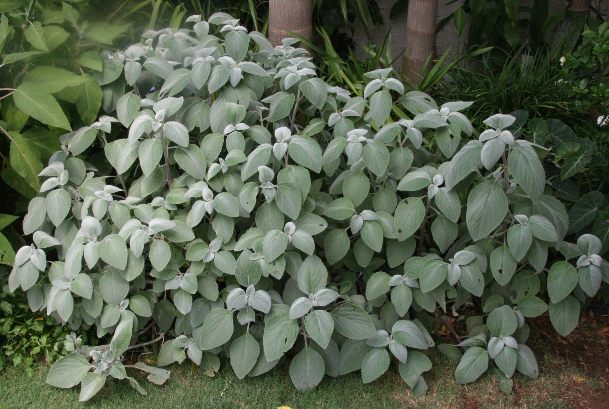 Silver Spurflower Crest (Plectranthus argentea)