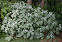 Silver Spurflower Crest (Plectranthus argentea)