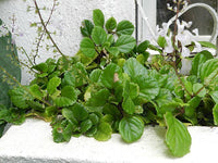 Swedish Ivy (Plectranthus australis) - Ladybird Nursery