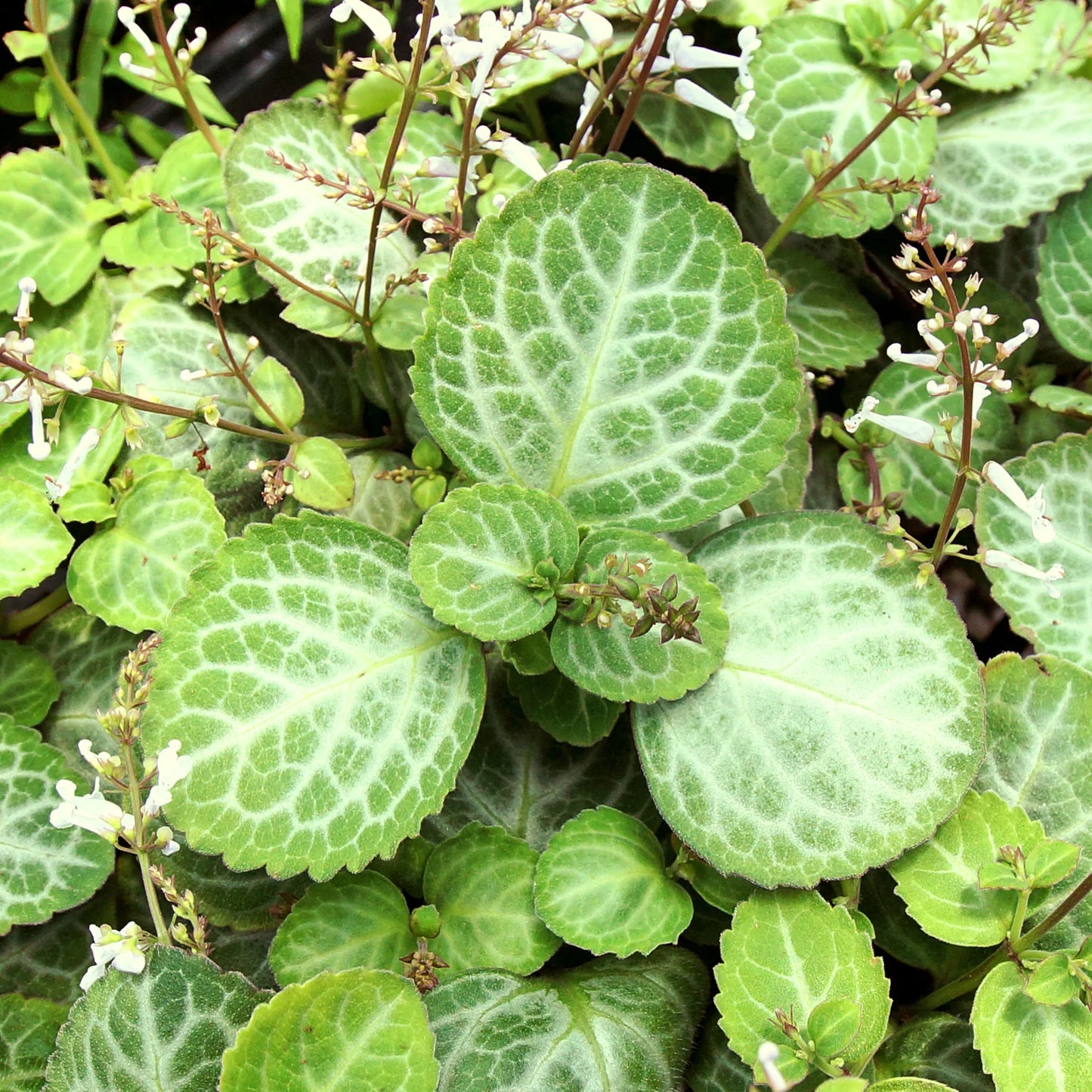 Swedish Ivy (Plectranthus oertendahlii)