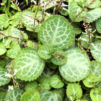 Swedish Ivy (Plectranthus oertendahlii)