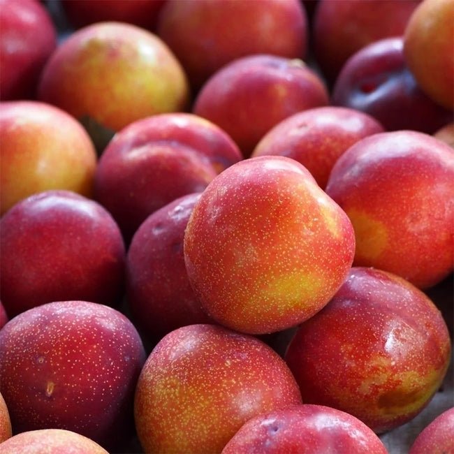 Plum 'Amber Jewel' - Ladybird Nursery