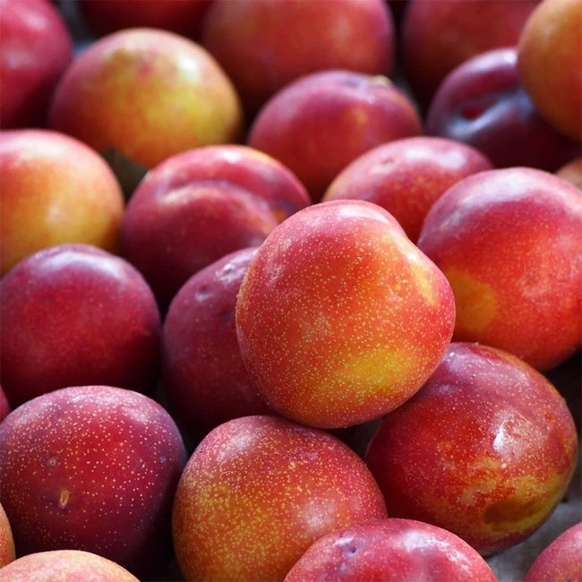 Plum 'Amber Jewel'