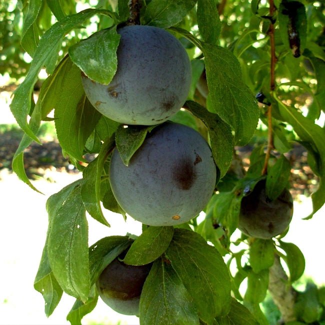 Plum Amber Queen - Ladybird Nursery