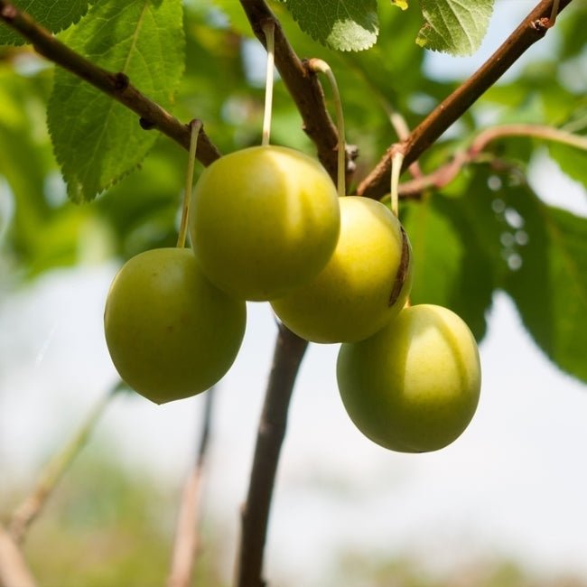 Plum Coes Golden Drop - Ladybird Nursery