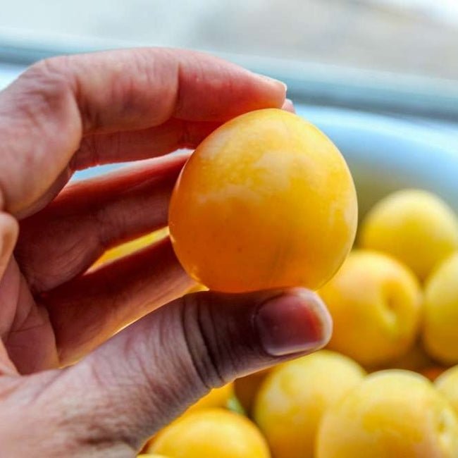 Plum Coes Golden Drop - Ladybird Nursery