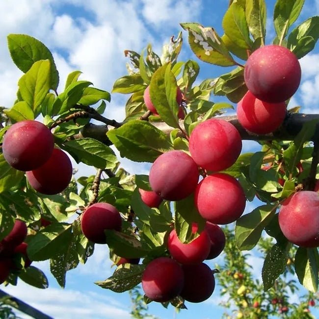 Plum Damson - Ladybird Nursery