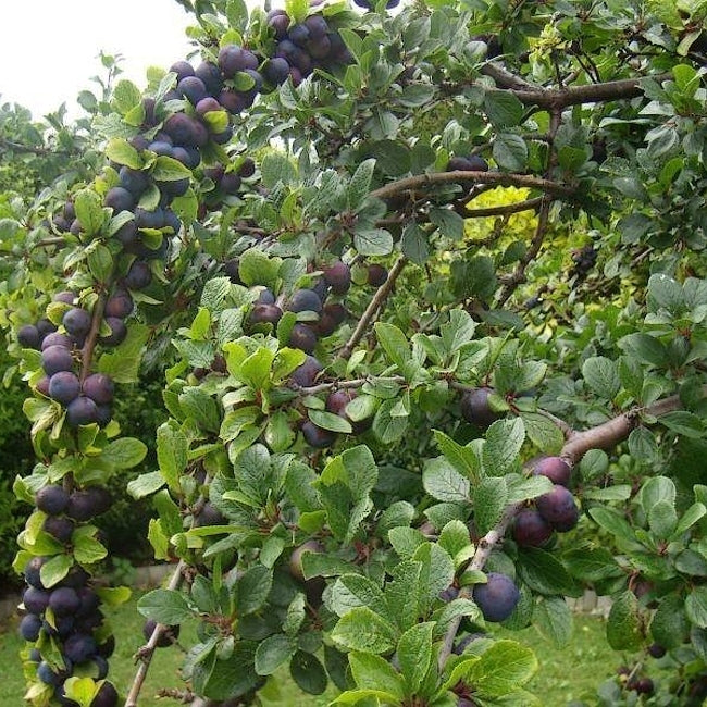 Plum Damson