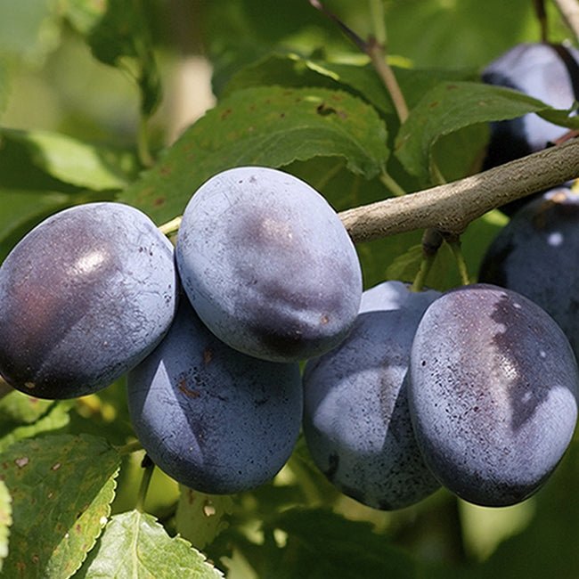 Plum Dorrigo Blood - Ladybird Nursery