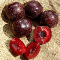 Plum Dorrigo Blood - Ladybird Nursery