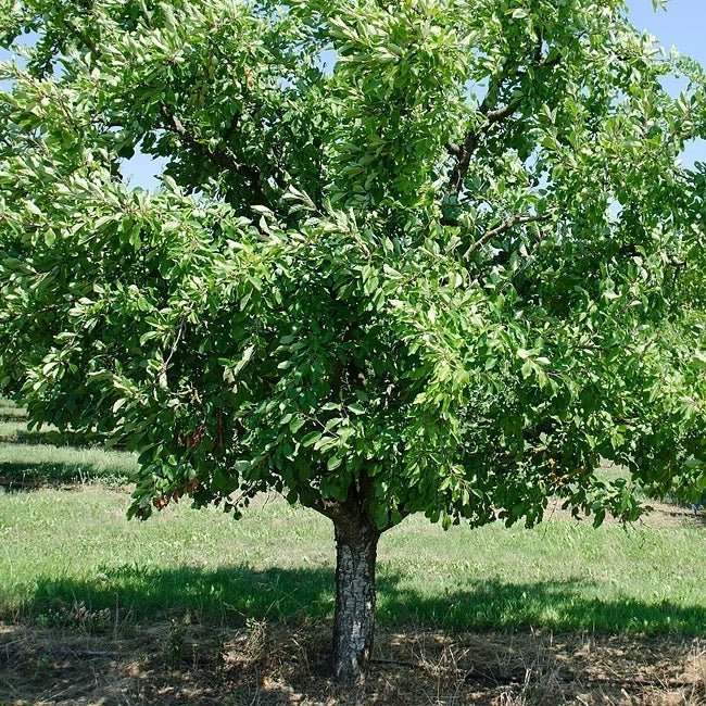 Plum Green gage - Ladybird Nursery