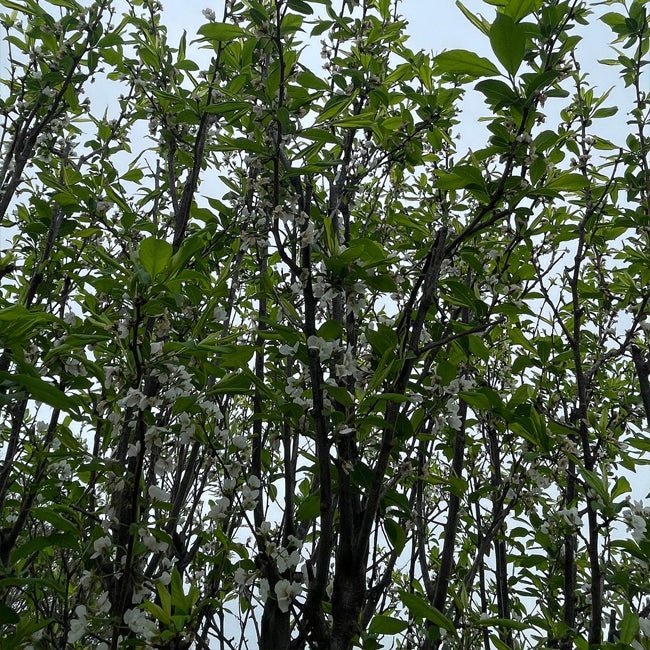 Plum Gulf Beauty - Ladybird Nursery