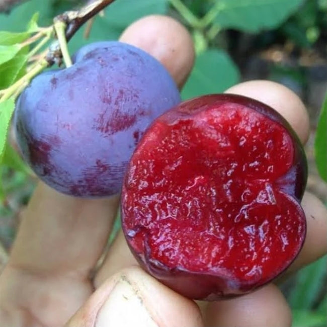 Plum Iluka Blood