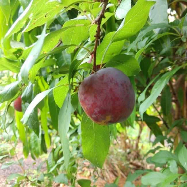 Plum Iluka Blood