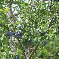 Plum Iluka Blood - Ladybird Nursery