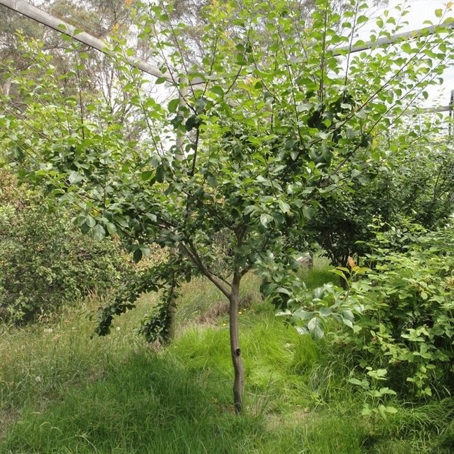 Plum Luisa - Ladybird Nursery