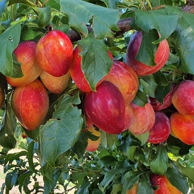 Plum Luisa - Ladybird Nursery