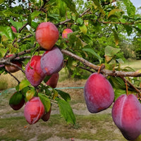 Plum Luisa