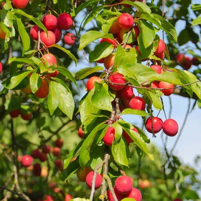 Plum Myrobalan H29C - Ladybird Nursery