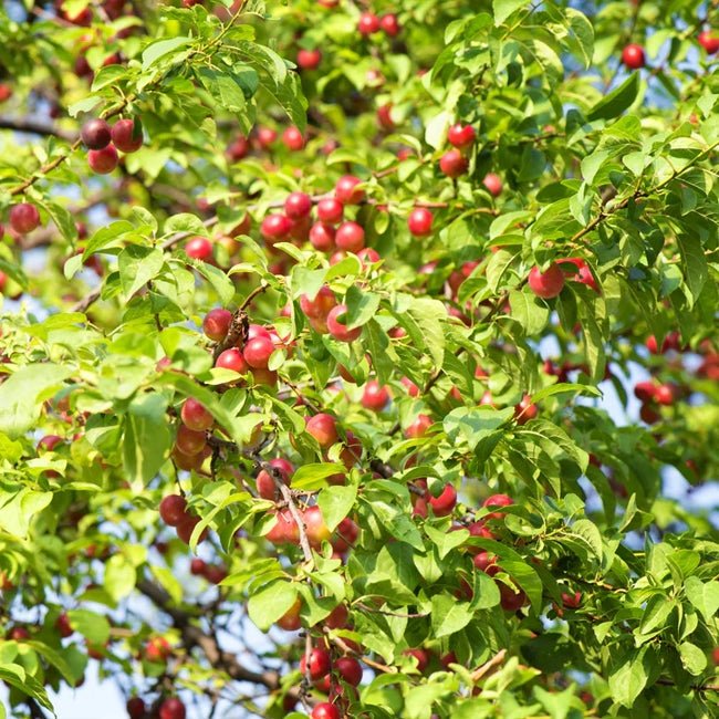 Plum Myrobalan H29C - Ladybird Nursery
