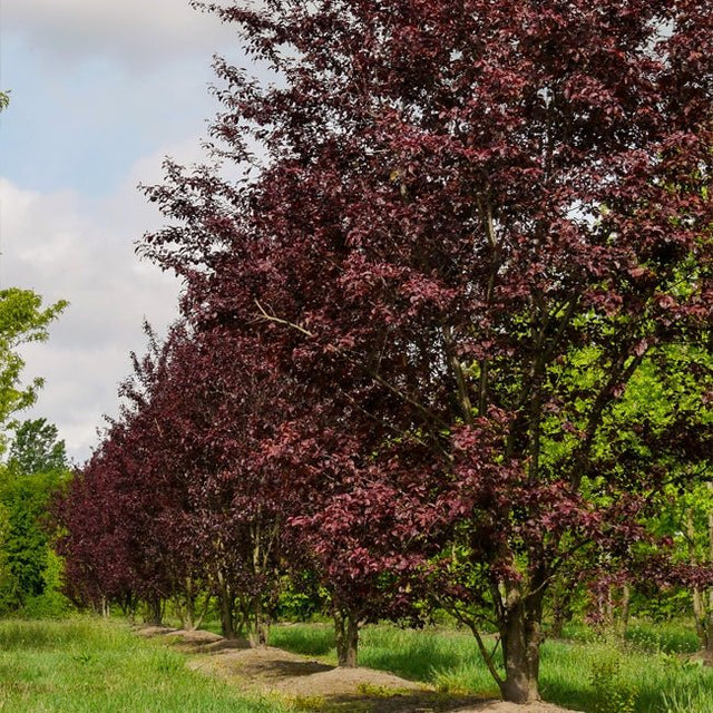 Plum Myrobalan H29C Fruit Tree – Buy Now! – Ladybird Nursery