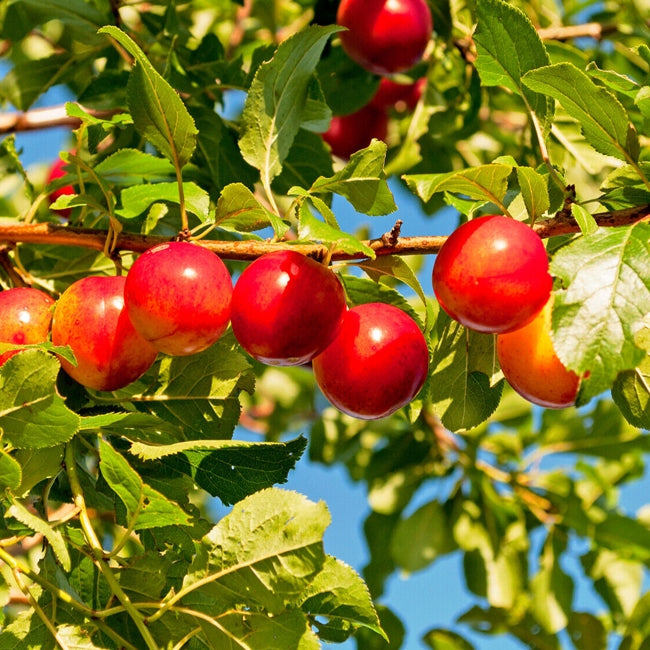 Plum Myrobalan H29C