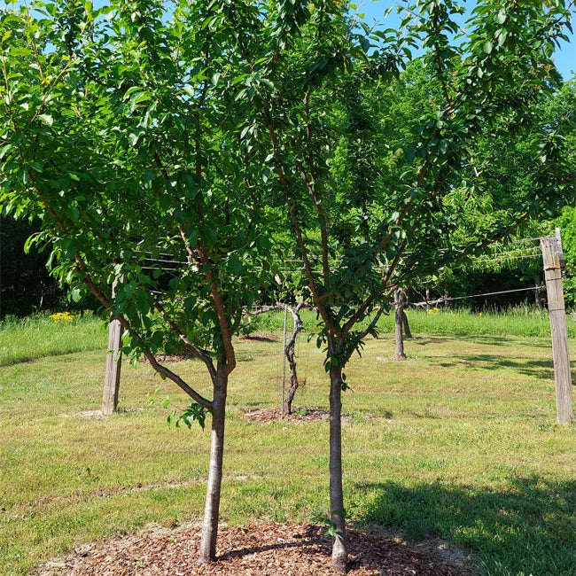 Dwarf Plum 'Santa Rosa'