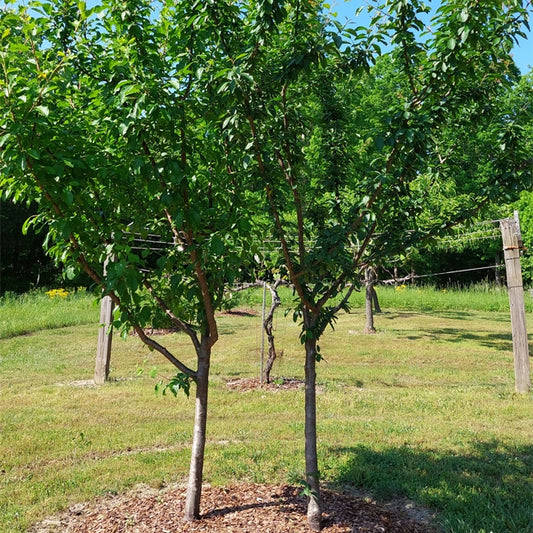 Dwarf Plum 'Santa Rosa'