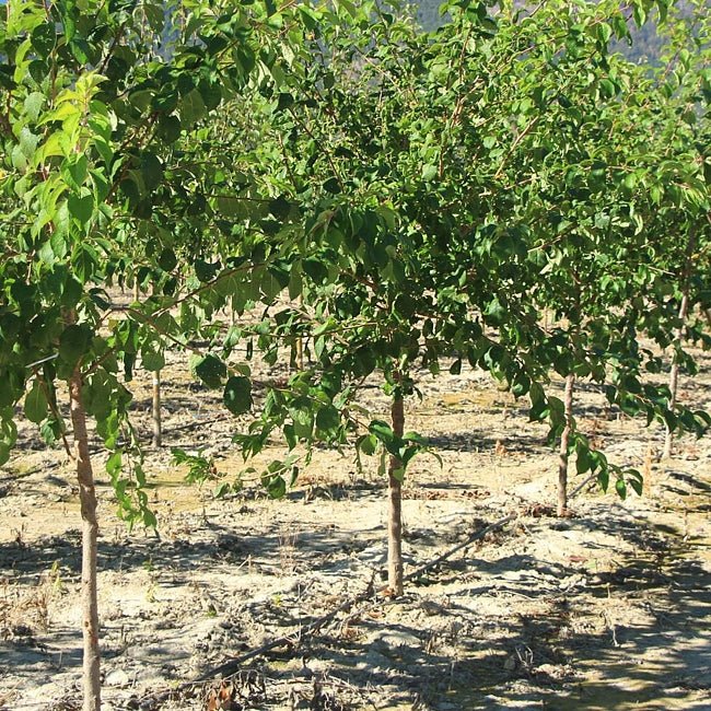 Plum x Cherry Little Chum - Ladybird Nursery