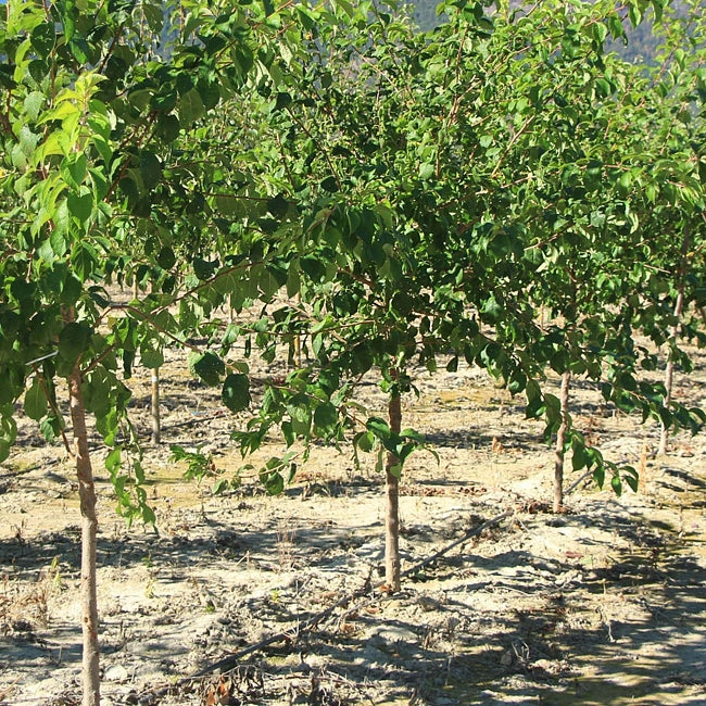 Plum x Cherry Little Chum