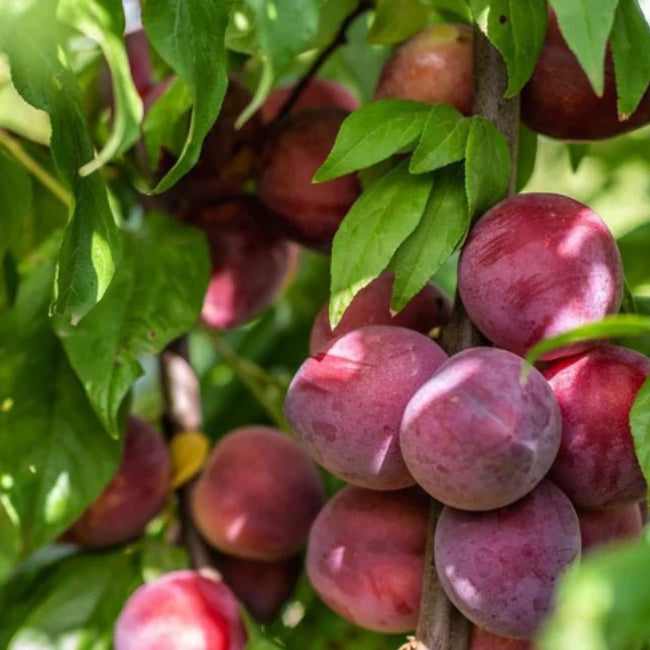 Plum x Cherry Little Chum