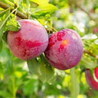Plum x Cherry Little Chum - Ladybird Nursery