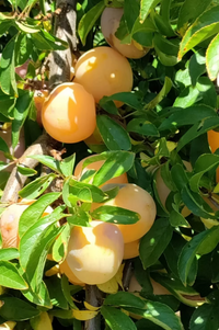 Plum 'Gulf Gold'