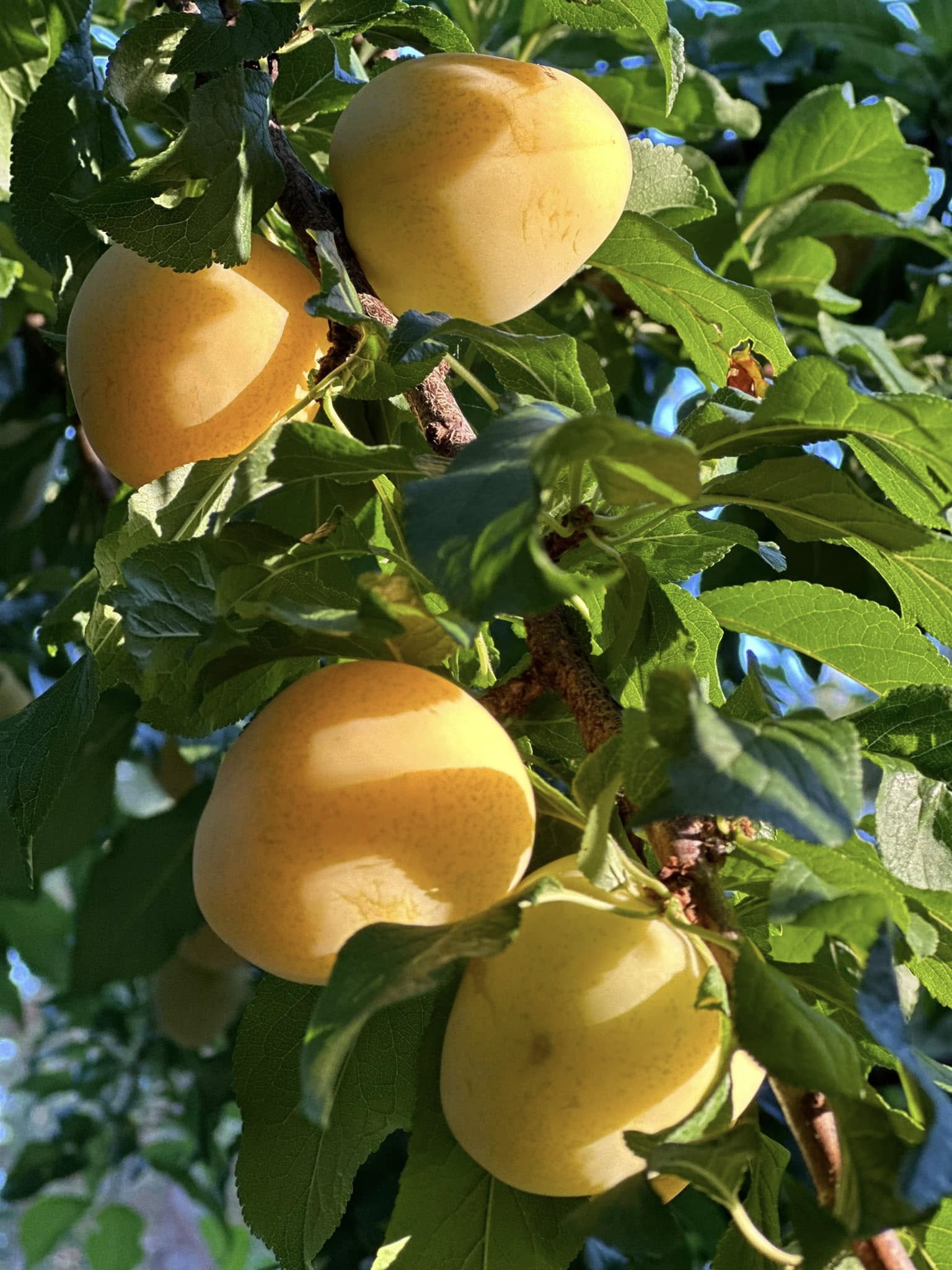 Plum 'Gulf Gold' - Ladybird Nursery