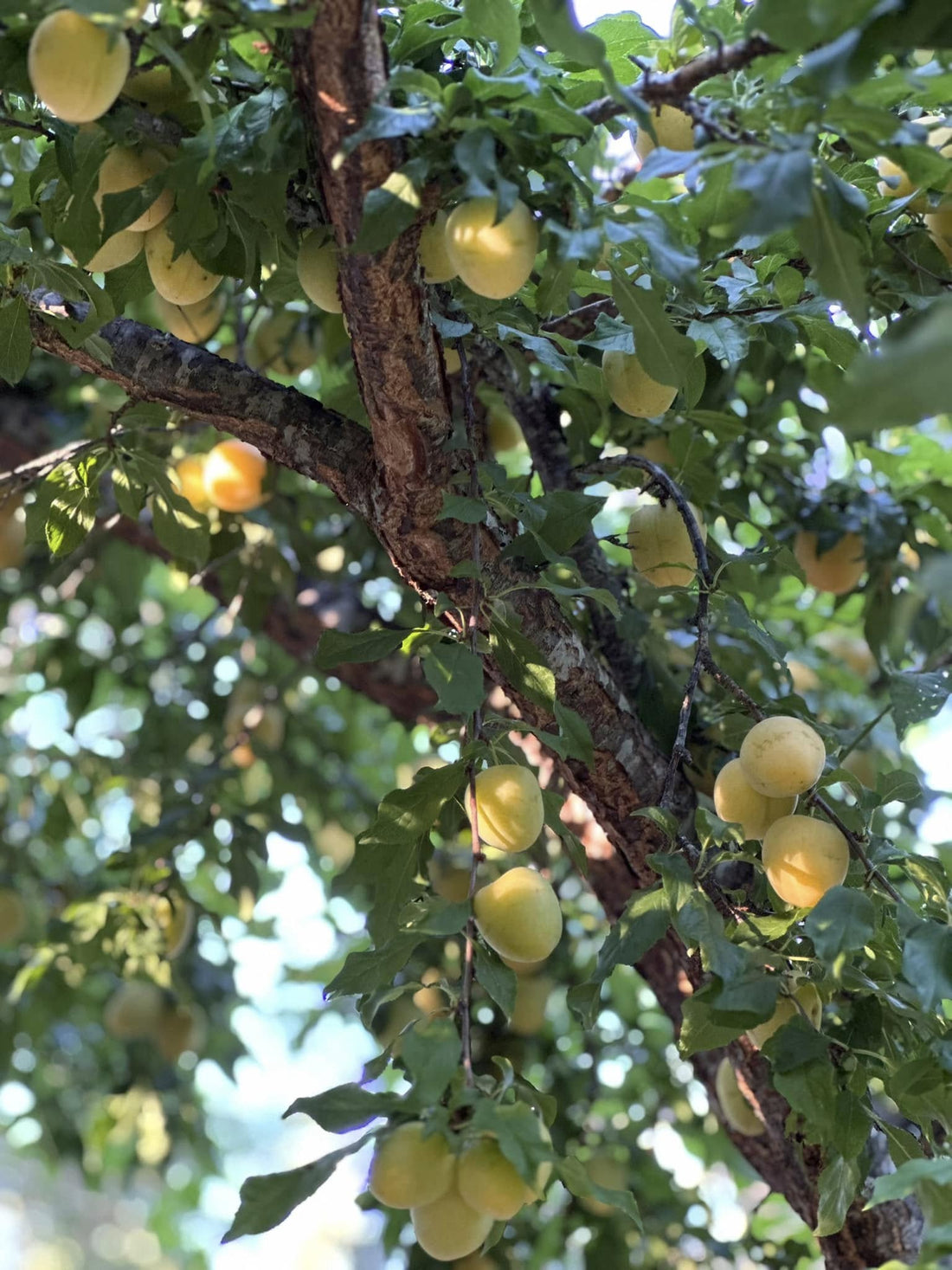 Plum 'Gulf Gold' - Ladybird Nursery